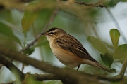 Sedge warbler